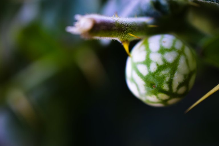 DSC_0072.jpg
