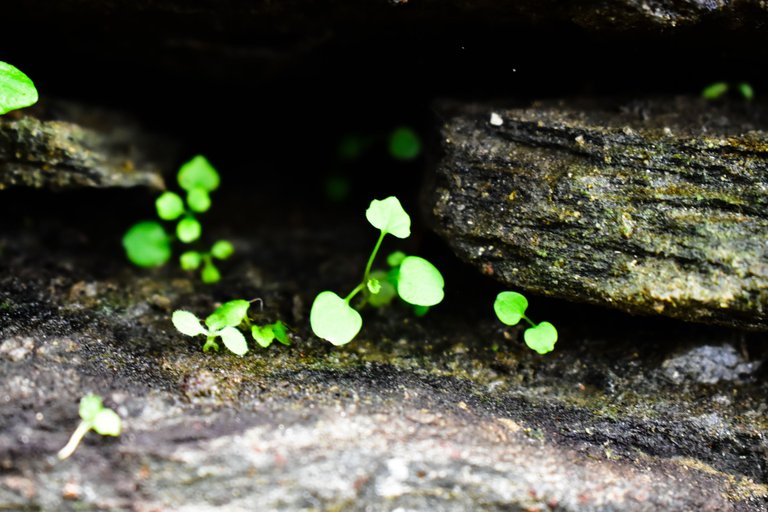 _DSC0176_1.jpg