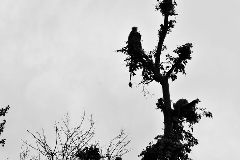 _DSC1697.jpg