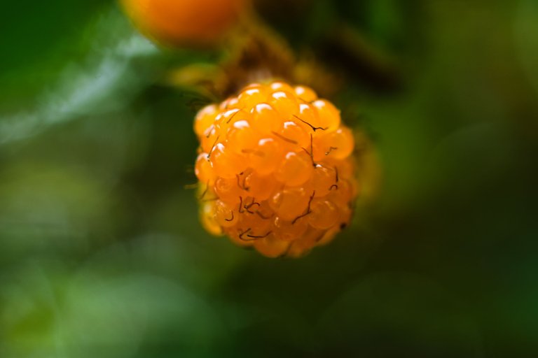 DSC_2891.jpg