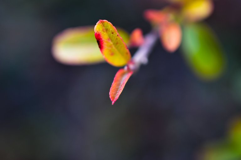DSC_2263_1 (1).jpg
