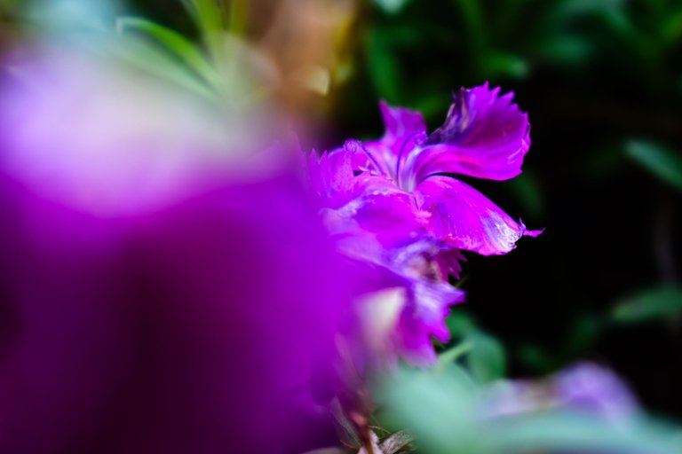 _DSC1308.jpg