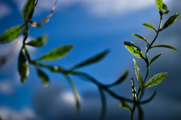 _DSC0370.jpg
