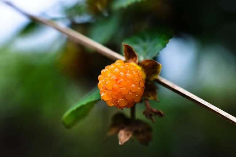 DSC_2846.jpg