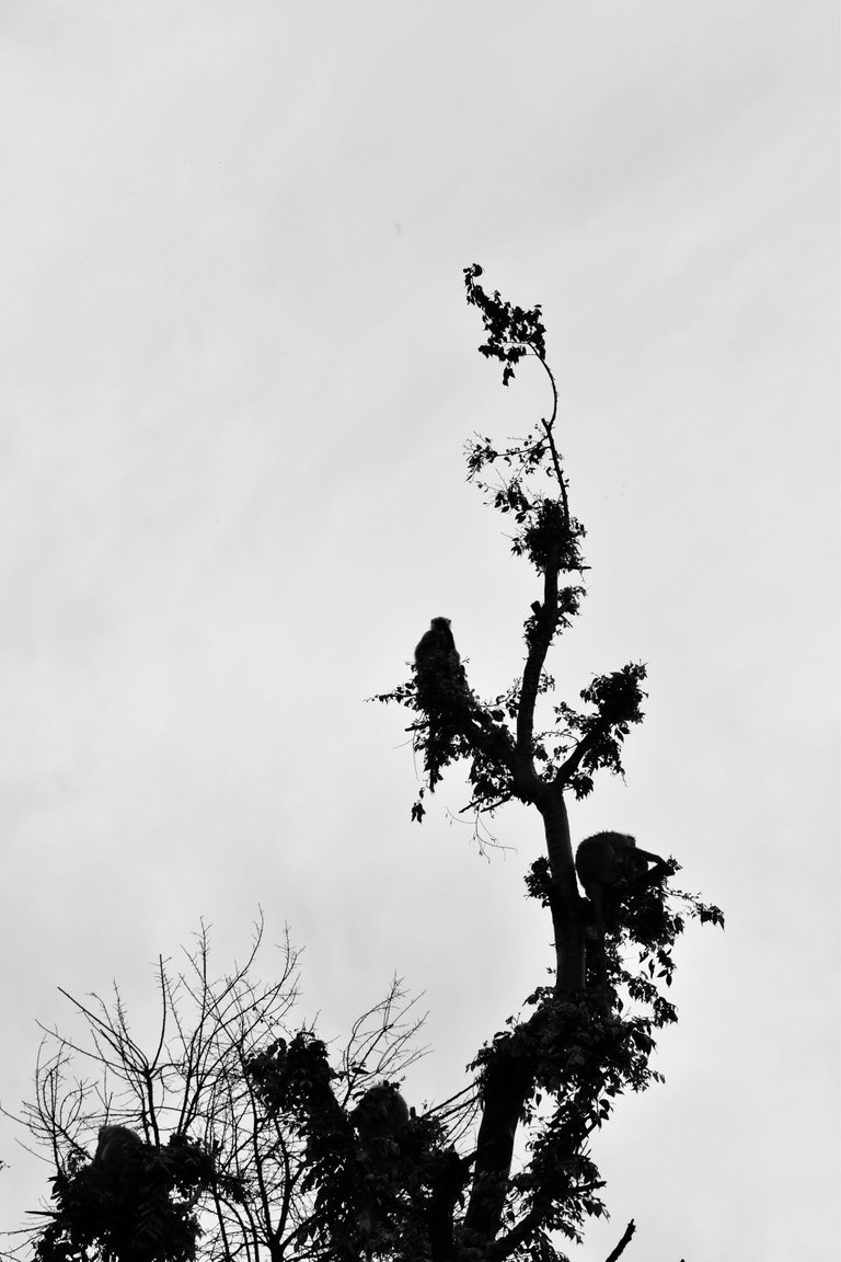 _DSC1700.jpg