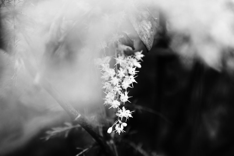 DSC_3554 (3).jpg