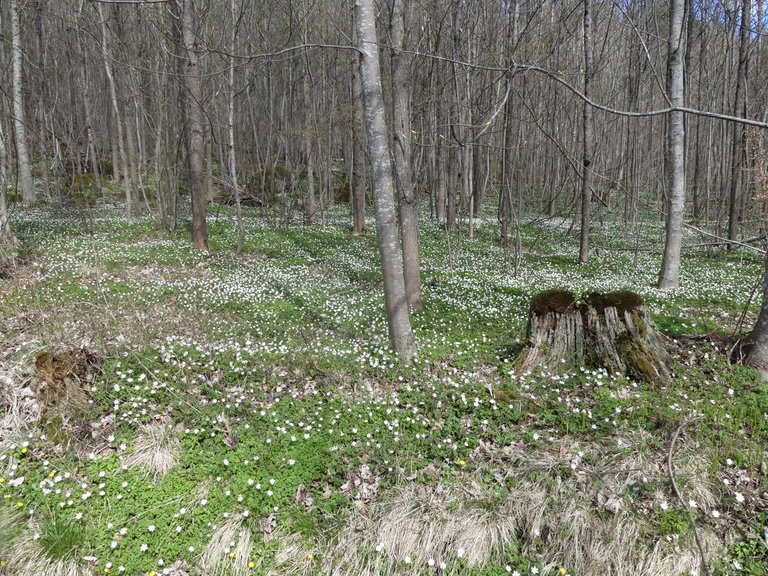 P1060046.JPG