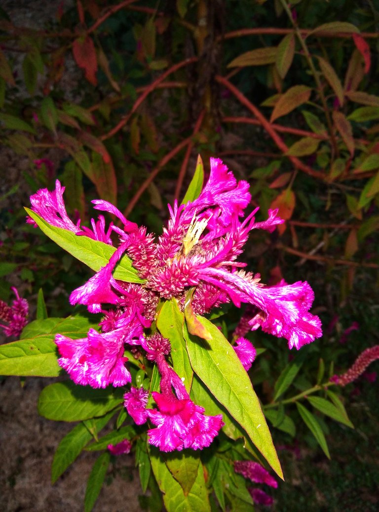 IMG_20201108_17211201.jpeg