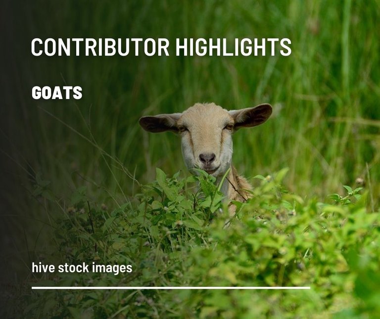 Stock-images-goats.jpg