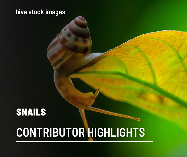 Snails-hive-stock-images.png