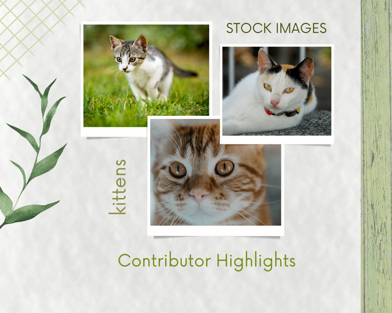 Kittens- stock-images.png