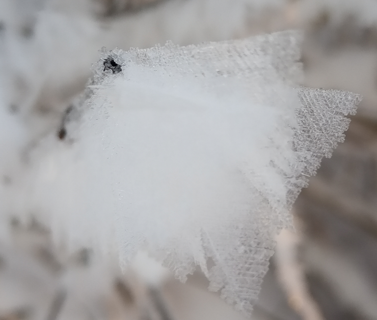 ice butterfly