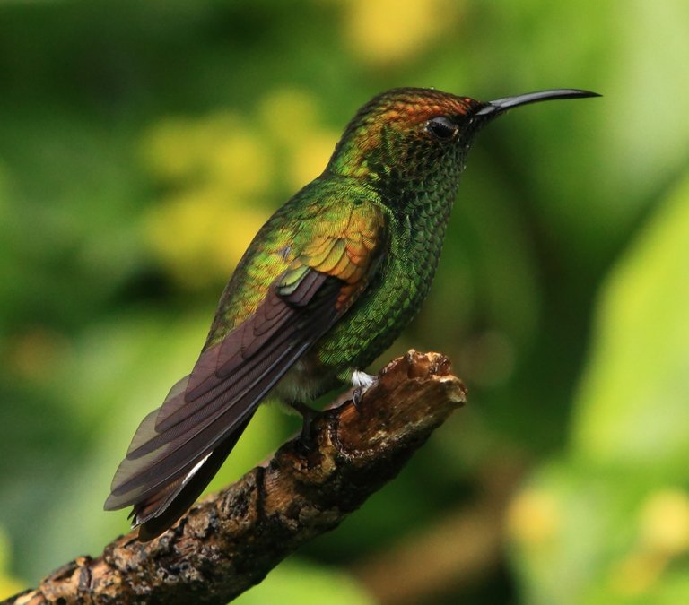 Copperyheaded Emerald 2.jpg