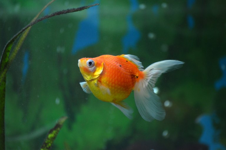 Pearlscale Goldfish. owner @shmoogleosukami