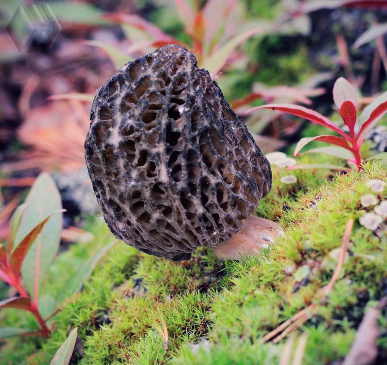 morels_258up.jpg