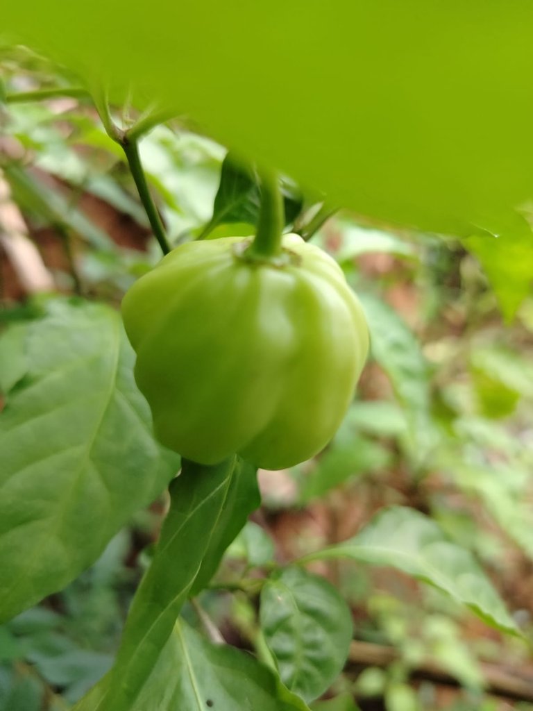 WhatsApp Image 2025-11-25 at 08.08.42 (2).jpeg