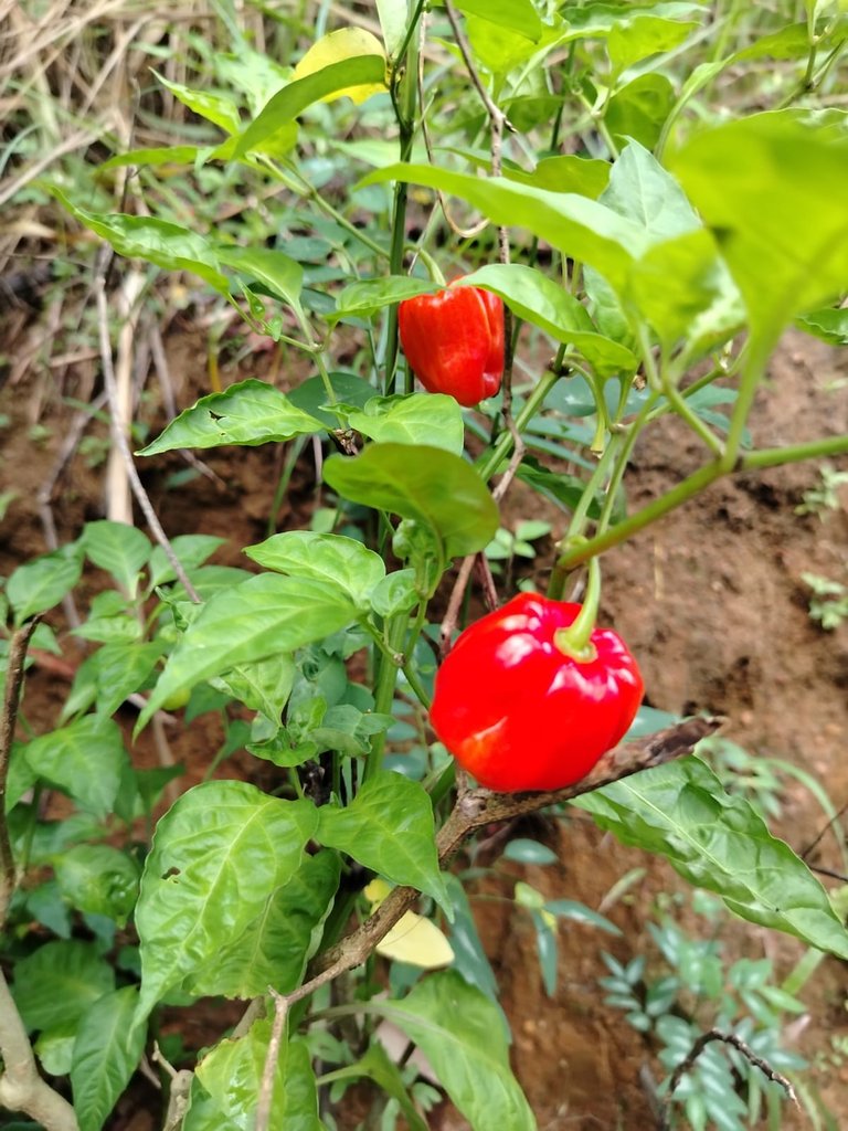 WhatsApp Image 2025-11-25 at 08.08.42.jpeg