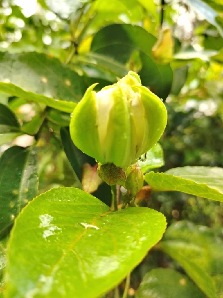 IMG_20250805_064938.jpg