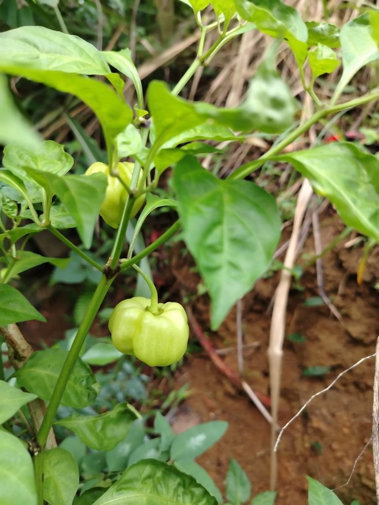 WhatsApp Image 2025-11-25 at 08.08.43.jpeg