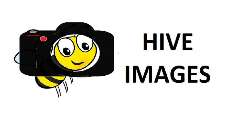 hive-photo-cover.png