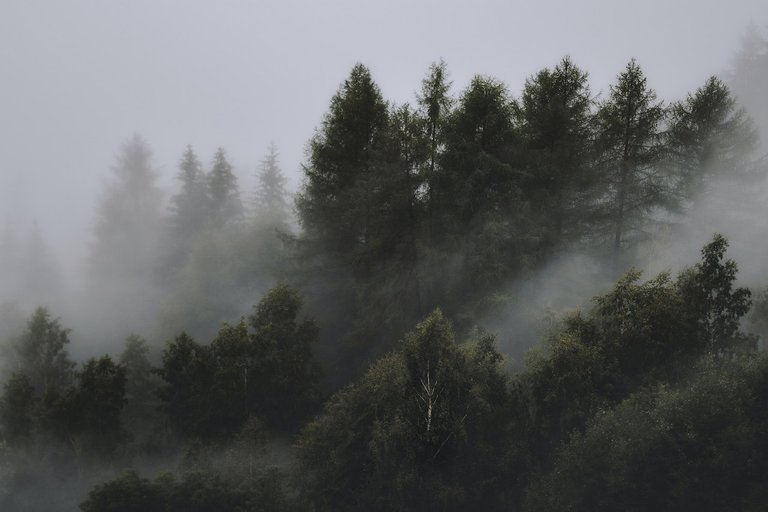 bosque 2.jpg