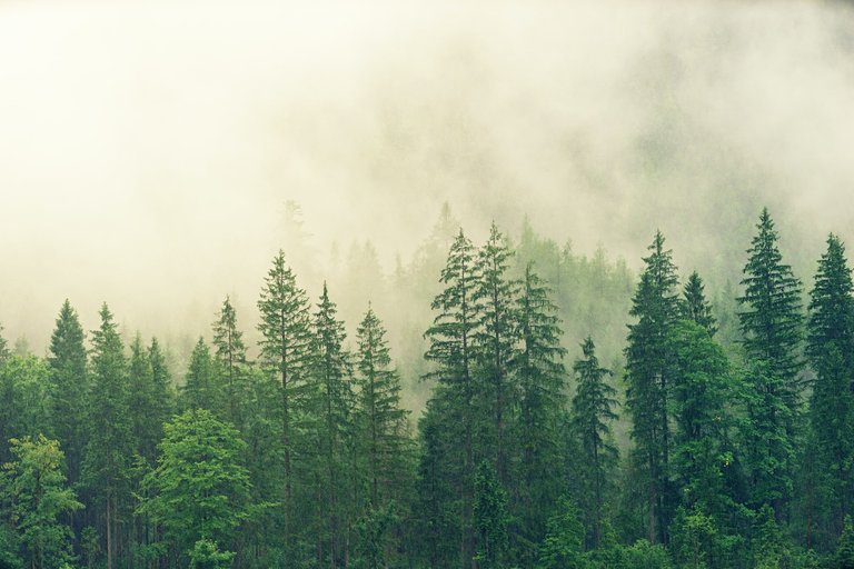 bosque 1.jpg