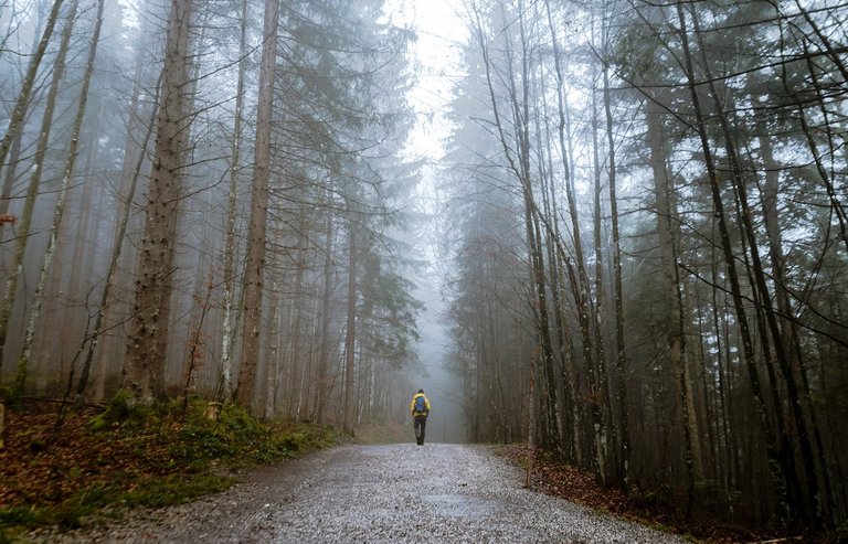 bosque 3.jpg