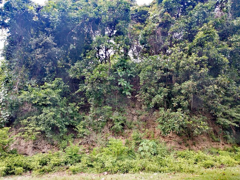 IMG_20250719_072048.jpg