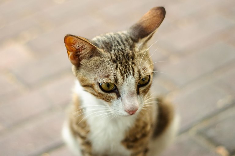Cat-3.jpg