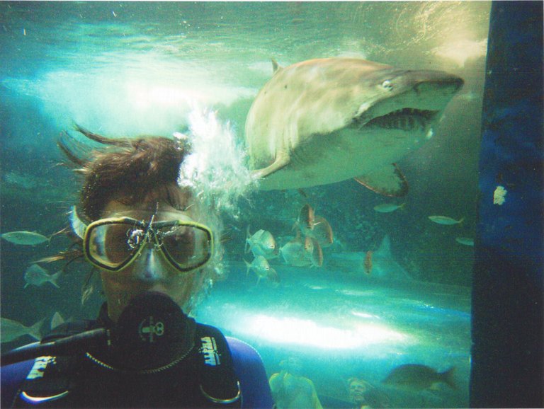 UWW Shark Dive 2004 Jayne.jpg