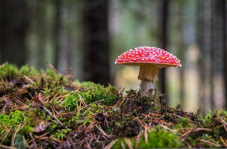 mushroom-3051519_1280.jpg