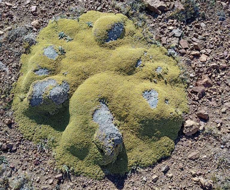 yaretas.jpg