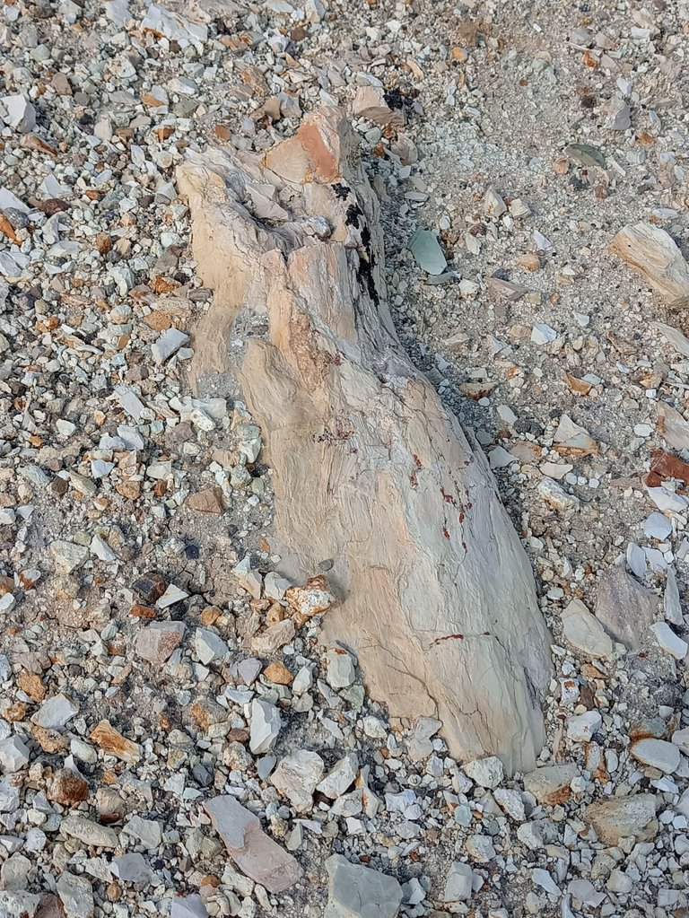 arbolpetrificado1.jpg