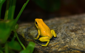 poison-frog.png
