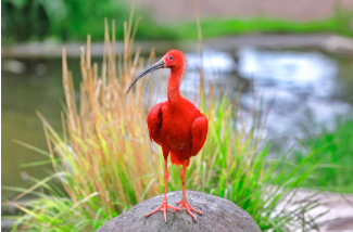 ibis.png