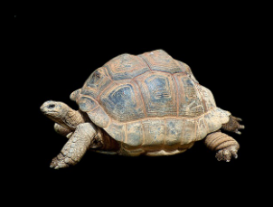 tortoise-on-black.png
