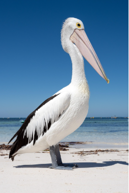 pelican.png