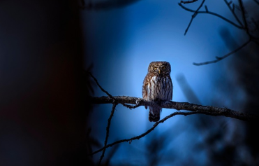 nightowl.png