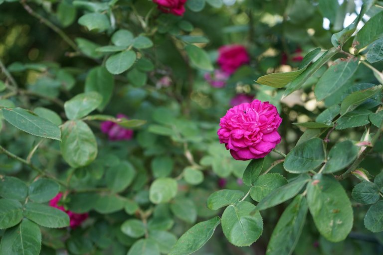 DSC03961.JPG
