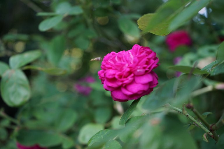 DSC03962.JPG