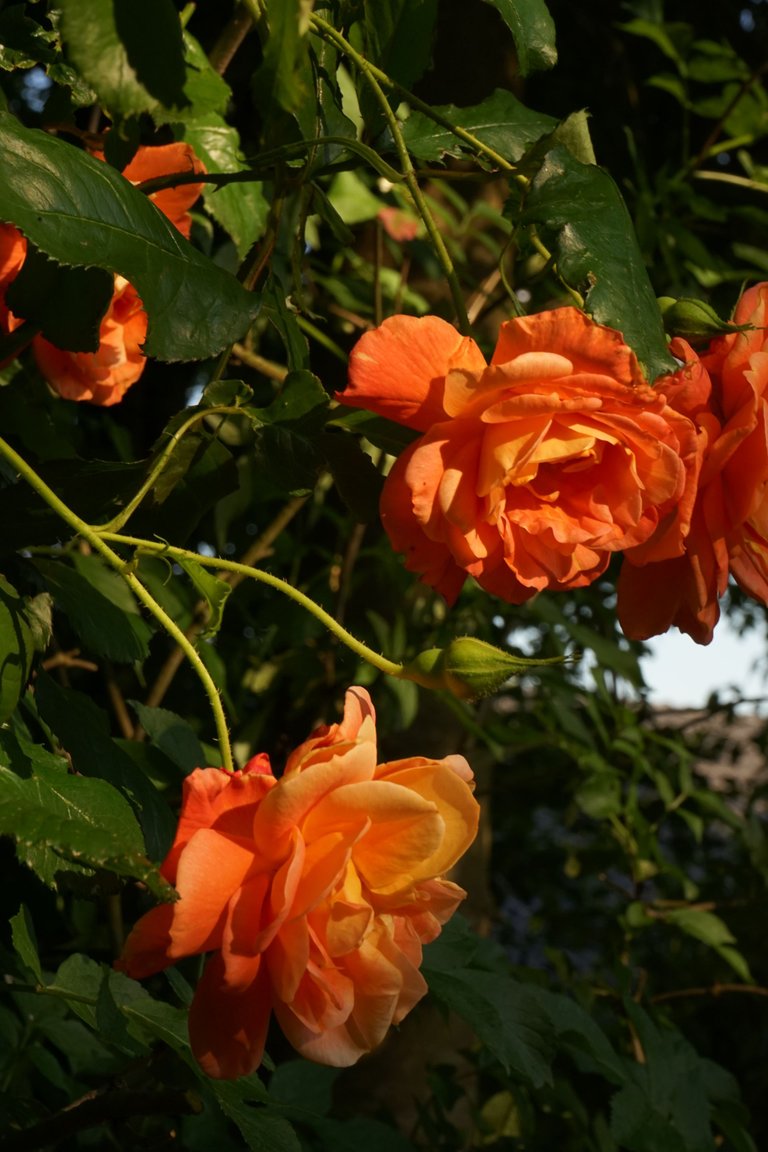 DSC03977.JPG