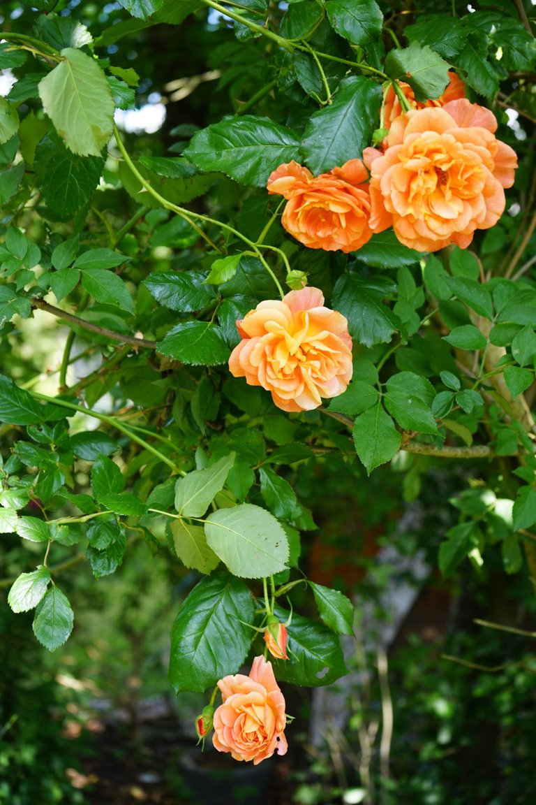 DSC03829.JPG