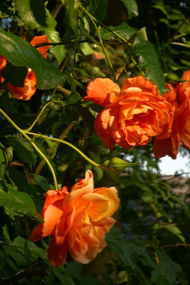 DSC03978.JPG