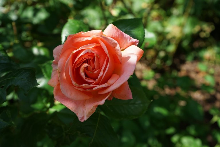 DSC03831.JPG