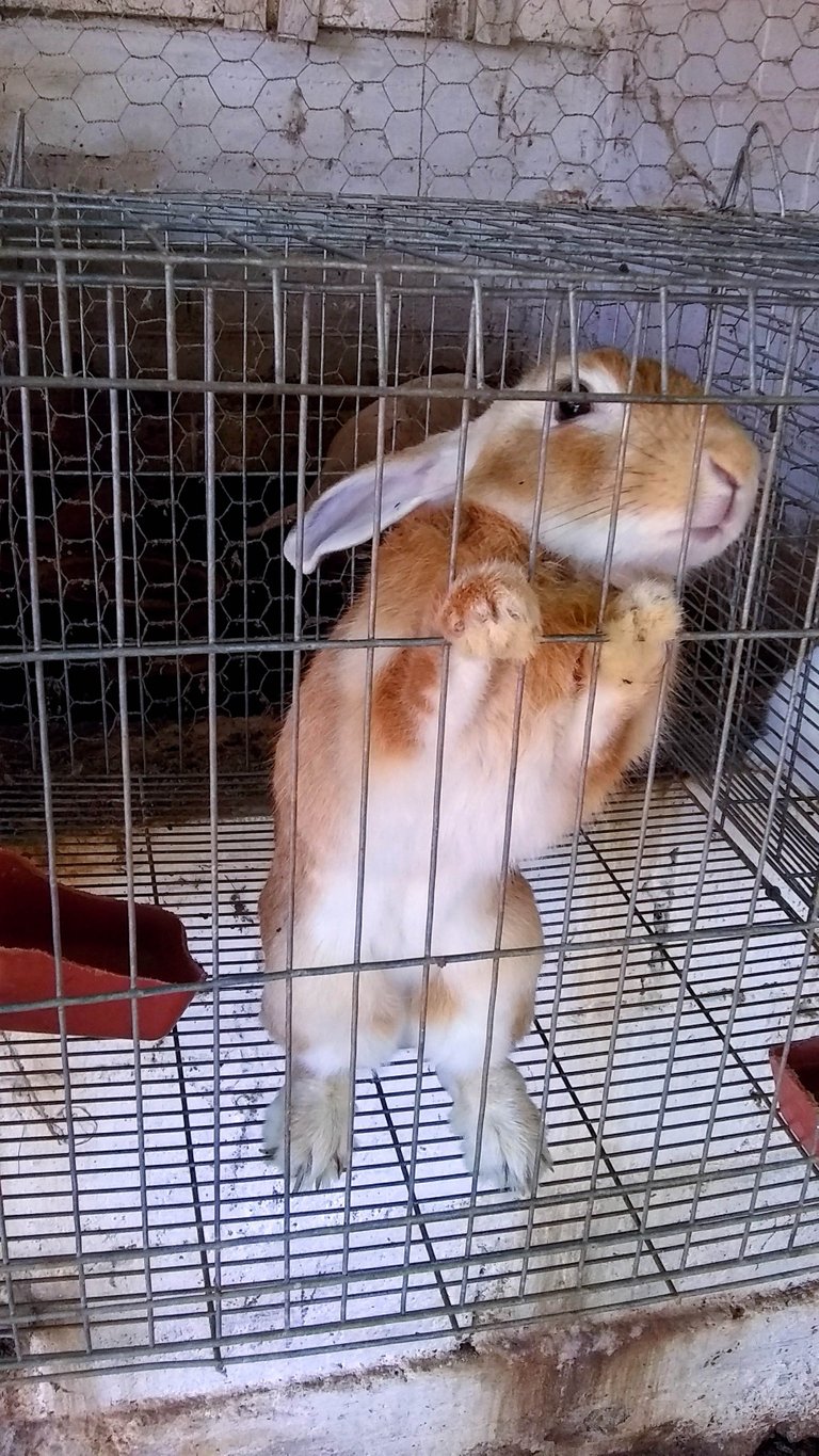 bunnypose.jpg