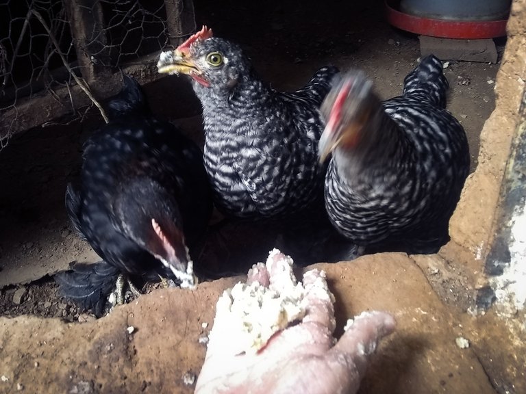 gallinas.jpg