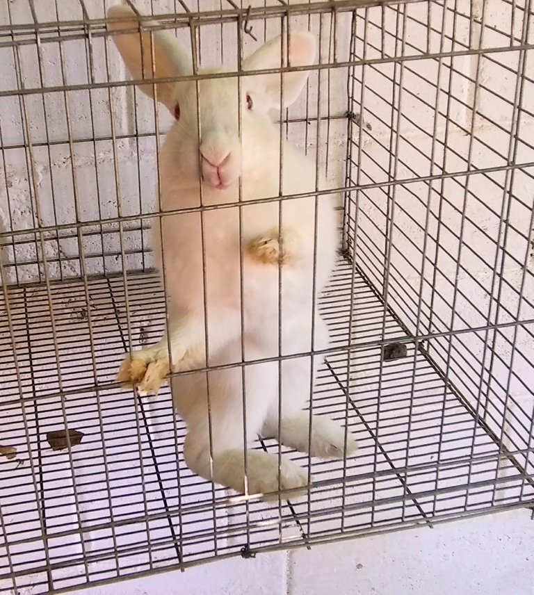 bunny pose.jpg