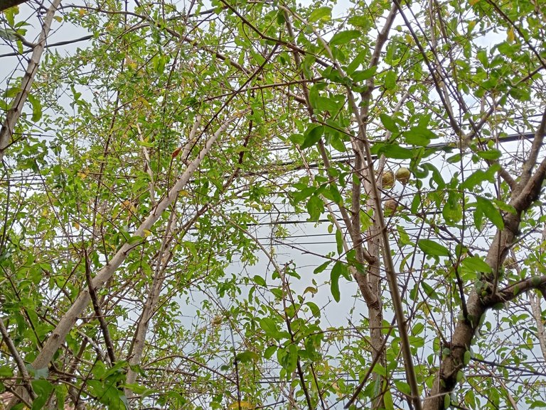 IMG20250813133733.jpg