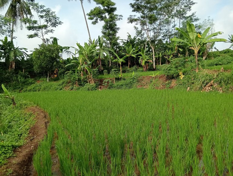 Walk to Control Rice Fields