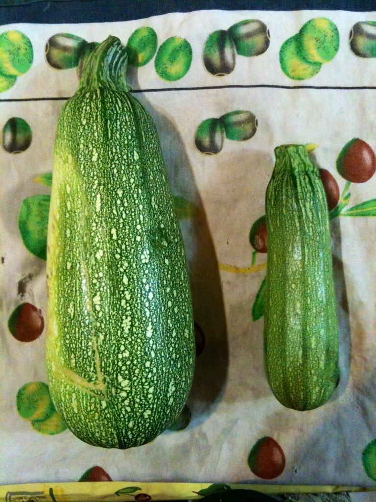 zucchini1.JPG